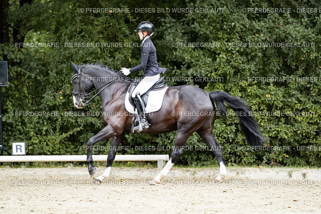 DSC06082 | Pferdegrafie