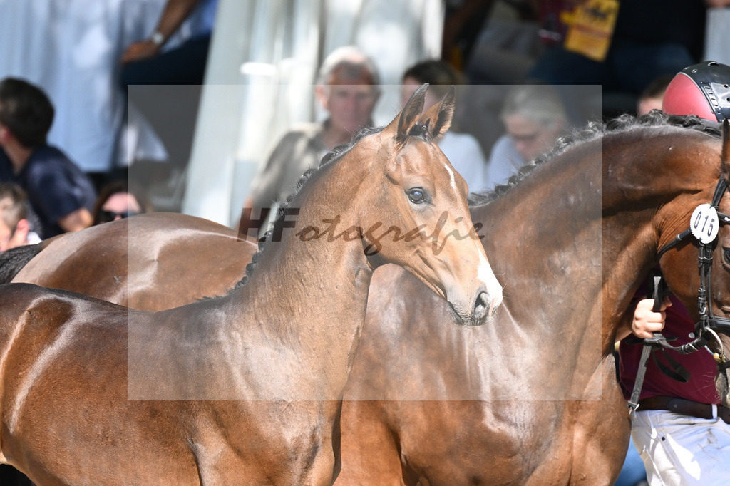 Praesentation Auktionsfohlen_36230209 | hf-fotografie - Realisiert mit Pictrs.com