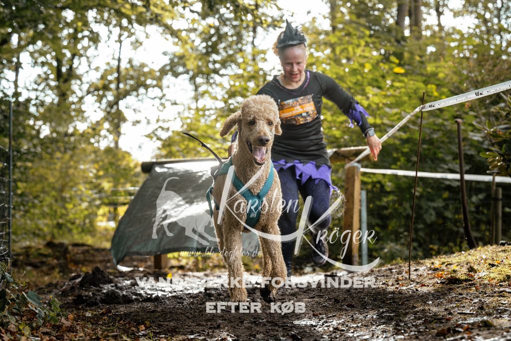 1457DZ6_4070Z6 | kk-dogfotos