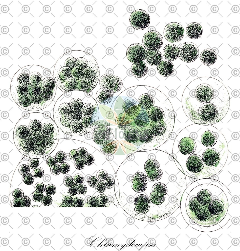 HistAbb_3NGJ_1_ENZY_Simple | Historische Abbildung von Chlamydocapsa - Palmellopsidaceae (0) | Historical Illustration of Chlamydocapsa - Palmellopsidaceae (0)
