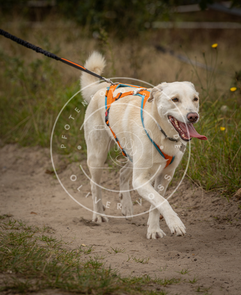 Pfotenfotografie_DV3A8250 | Hundefotografie, Tierfotograf, Pfotenfotografie, Fotoshooting Hund, Hunde Portrait, Hundesport, Hundeportraits, Heideshooting, Hunde, Sportfotograf, Hundefotograf, Turnierhundsport, THS,  - Realisiert mit Pictrs.com