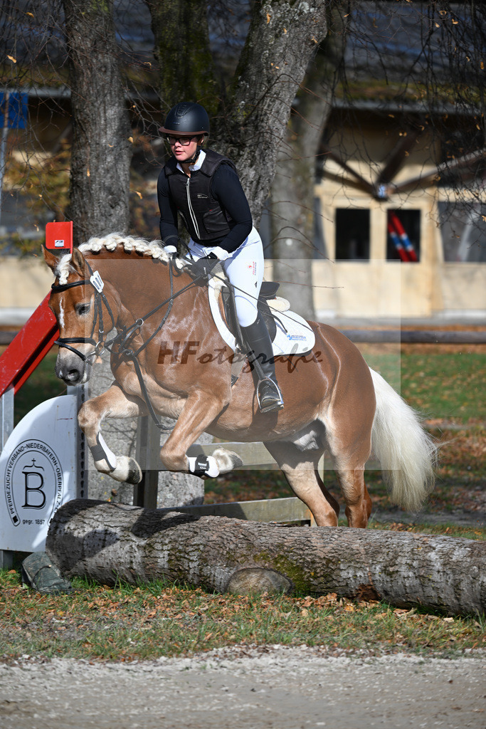 Kat-Nr. 1 Andiamore PBS v. Amore Mio_Schauermann_43250520 | hf-fotografie - Realisiert mit Pictrs.com