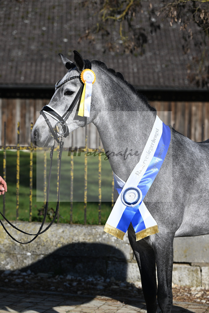 Kat-Nr. 3 Golden Diamond K v. GoldenGray_Koldas_49250347 | hf-fotografie - Realisiert mit Pictrs.com