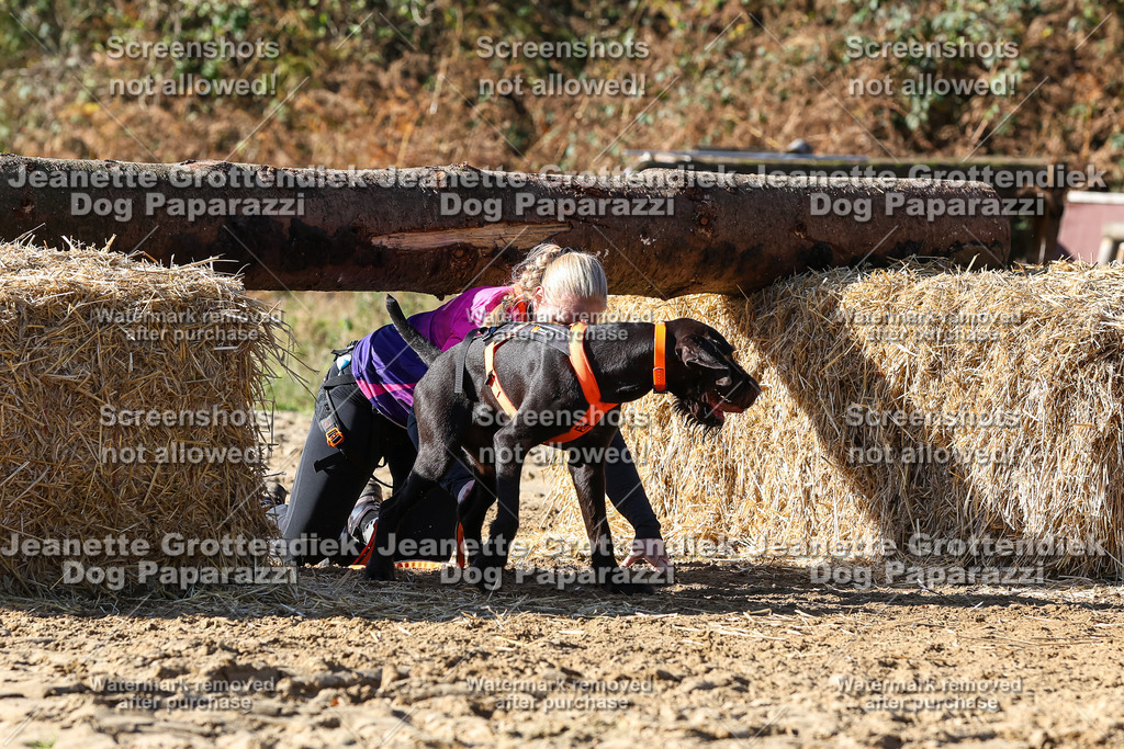 Dog Paparazzi - Strongdog 10-25-2914 | Dog Paparazzi Jeanette Grottendiek Fotografie & Videografie - Realisiert mit Pictrs.com