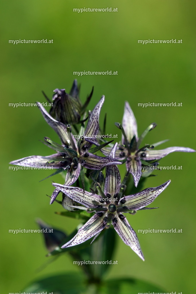 Sumpfenzian-005 | Das Bilderarchiv über Tiere, Planzen und Landschaften. In der Bilddatenbank finden Sie ein große Auswahl an hochwertigen Bilder für Ihre Werbung - Realisiert mit Pictrs.com