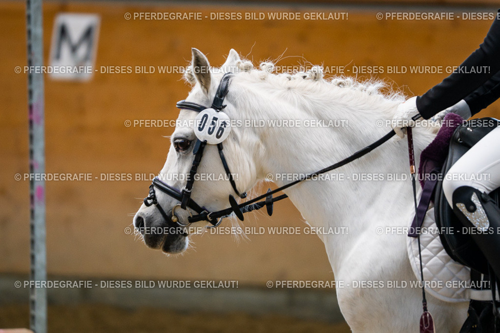 DSC02306 | Pferdegrafie