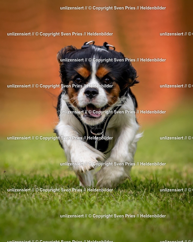 Sven Pries | 2024-09-22 - Hunderennen Baden-BadenPudelverein - Realisiert mit Pictrs.com