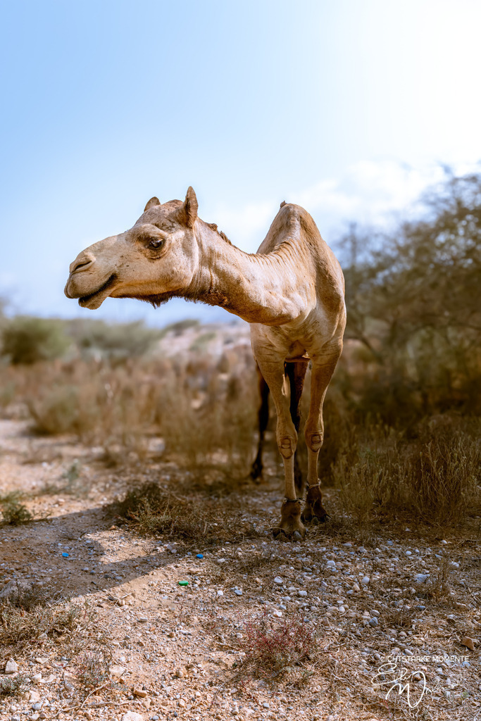 irgendwo zwischen Quriyat und Sur | Herzlich willkommen auf meiner Seite! Ich bin Elke Wallnisch, Deine Fotografin für lichtstarke Momente. Der Name steht für alles, was mich mit der Fotografie verbindet: Das Licht und seine machtvolle Wirkung auf eine Situation oder unsere Stimmung - Realisiert mit Pictrs.com