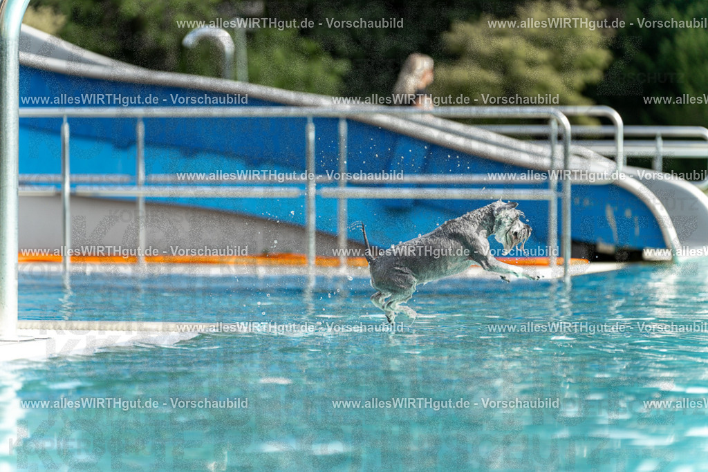 Hundeschwimmen_Volksbad_2026-allesWIRTHgut_Tierfotografie-2609061521-7R501491 | Professionelle Tierfotografie in Mönchengladbach von Daniel Wirth (allesWIRTHgut). Liebevolle & natürliche Bilder von Hunden & Katzen für unvergessliche Erinnerungen.