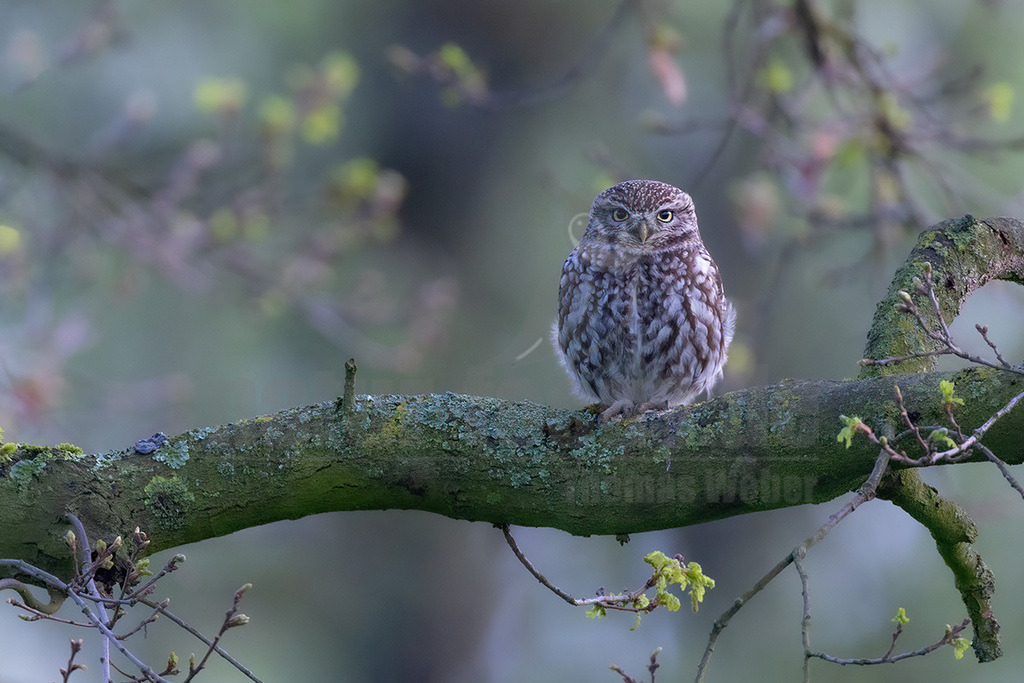 R6NF8652_20250413 | Den Steinkauz findet man vor allem in westlichen Teilen Deutschlands in offenen Landschaften. Er brütet oftmals in unmittelbarer Nähe zum Menschen in Gebäudenischen, Ställen und Baumhöhlen. Den kleinen Kauz kann man relativ oft auch tagsüber beobachten, da er gerne auf offenen Sitzwarten verweilt. Seine weißen Augenbrauen verleihen ihm einen strengen Blick. Schon in der griechischen Mythologie spielte er eine Rolle und war eine Art Bote der Göttin Athene. - Realisiert mit Pictrs.com