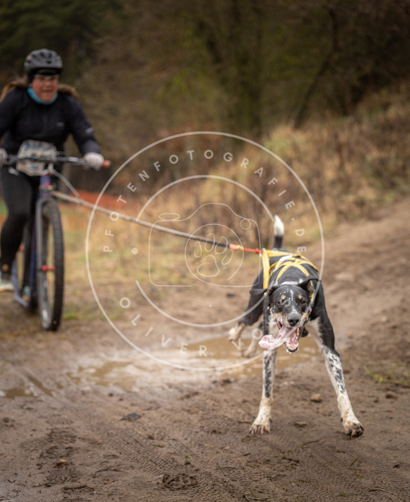 DV3A9440 | Hundefotografie, Tierfotograf, Pfotenfotografie, Fotoshooting Hund, Hunde Portrait, Hundesport, Hundeportraits, Heideshooting, Hunde, Sportfotograf, Hundefotograf, Turnierhundsport, THS,  - Realisiert mit Pictrs.com