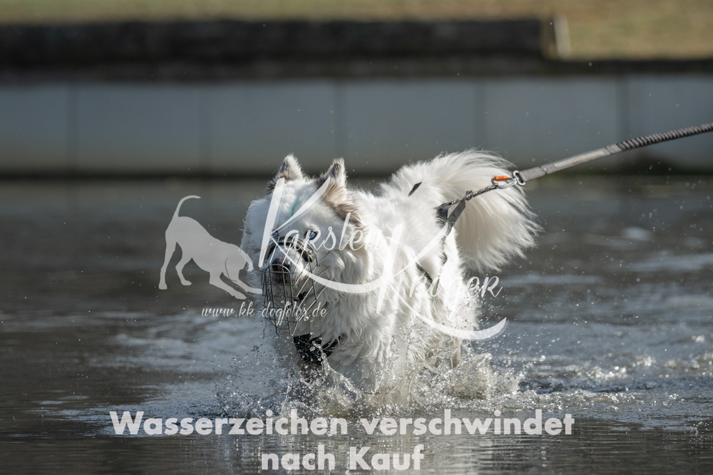 1149_ZZ96634-3 | kk-dogfotos