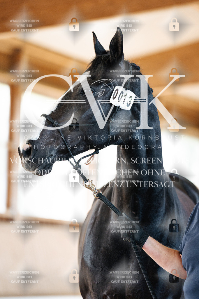 CK906287 | Turnierfotografie Pferdefotografie Trier Rheinland-Pfalz Pferdesport Reitsport Tierfotografie Sportfotografie Pferdevideo Pferdevideografie Equestrianvideography equestrianphotography  - Realisiert mit Pictrs.com