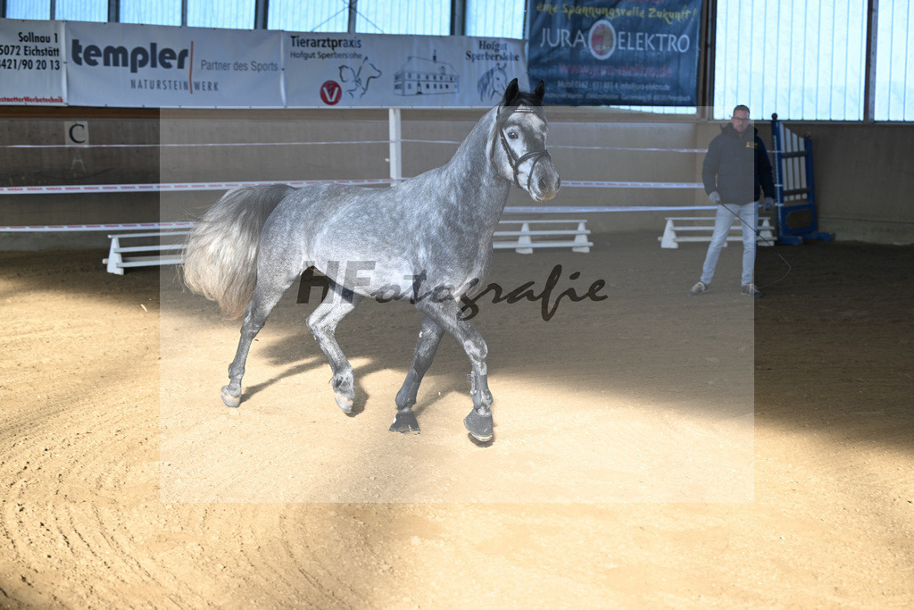 Kat-Nr. 2 Clover Hill Sparrow v. Blakehill Sparrow_ZG Lisberg_49250029 | hf-fotografie - Realisiert mit Pictrs.com