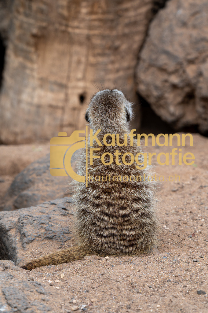 Jungle_Park_def-4280 | kaufmannfoto - Realisiert mit Pictrs.com