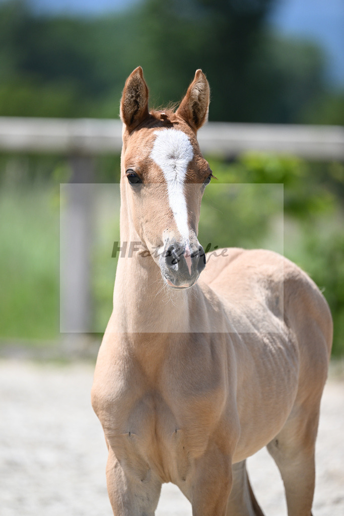 Kat-Nr. 15 SF Reitlands Diamonds Gold_Butolo_15230294 | hf-fotografie - Realizzato con Pictrs.com