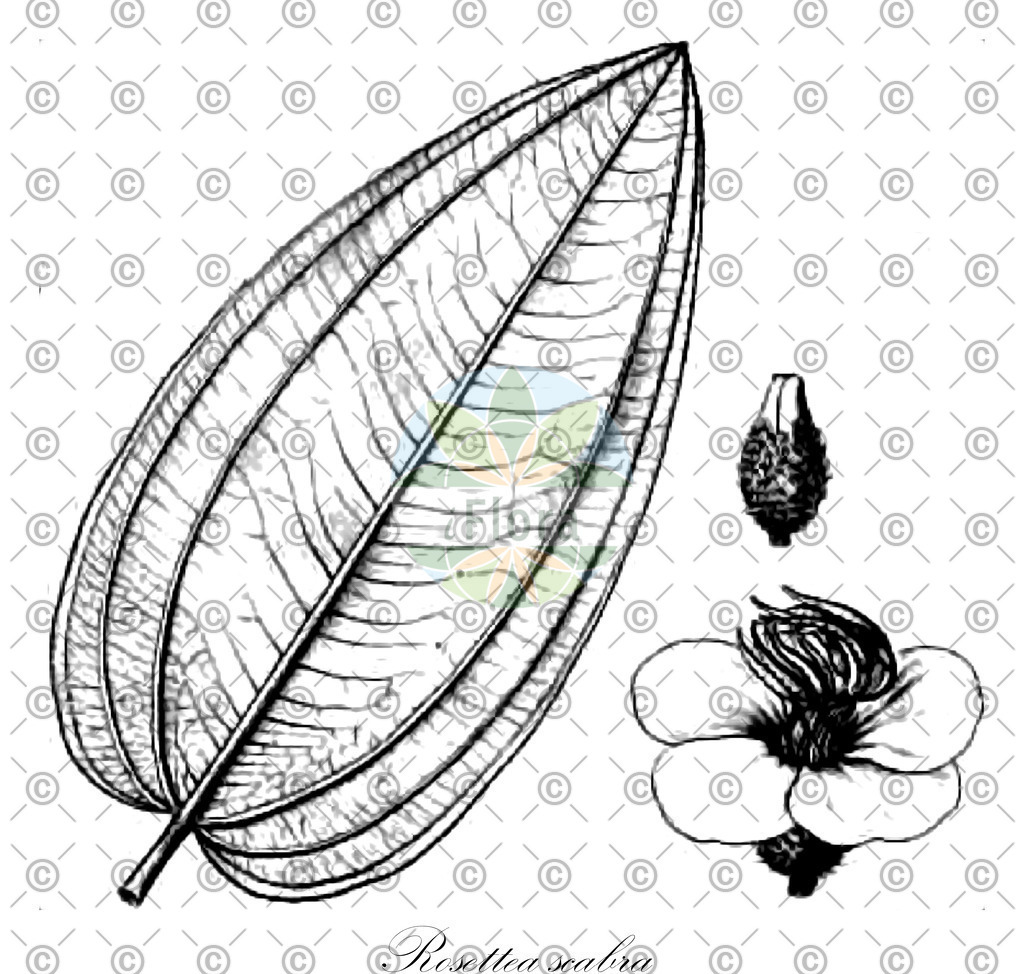 HistAbb_wfo-0000401948_1_ENZY_Simple | Historische Abbildung von Rosettea scabra - Melastomataceae | Historical Illustration of Rosettea scabra - Melastomataceae