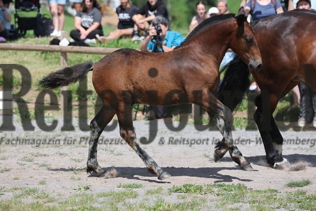 Fohlenprämierung_Sankt-Märgen_2024_KN_44_Rubinio (18) | Alle Fotos der Reiterjournal Fotografin Doris Matthaes im Reiterjournal Online-Fotoshop. - Realisiert mit Pictrs.com