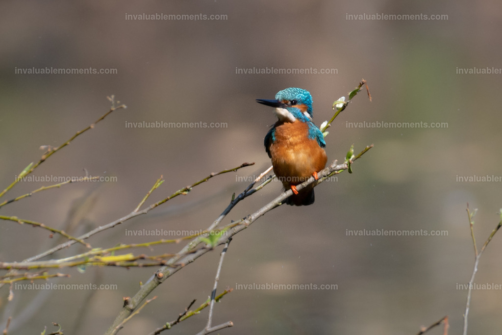 DSC_3201 | invaluablemoments.com - Realisiert mit Pictrs.com