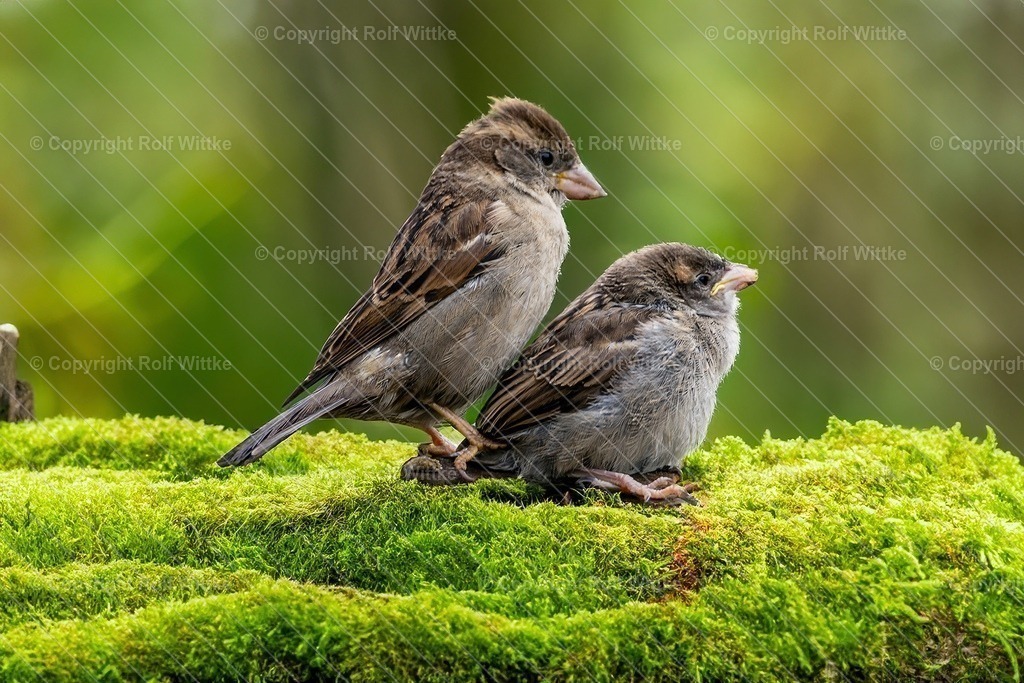 jungvögel1 | Mutter mit ihrem jungen Sperling Sprößling - Realisiert mit Pictrs.com