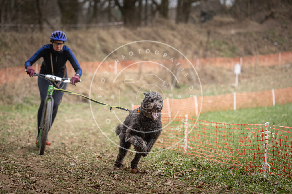 Pfotenfotografie_DV3A6596 | Hundefotografie, Tierfotograf, Pfotenfotografie, Fotoshooting Hund, Hunde Portrait, Hundesport, Hundeportraits, Heideshooting, Hunde, Sportfotograf, Hundefotograf, Turnierhundsport, THS,  - Realisiert mit Pictrs.com