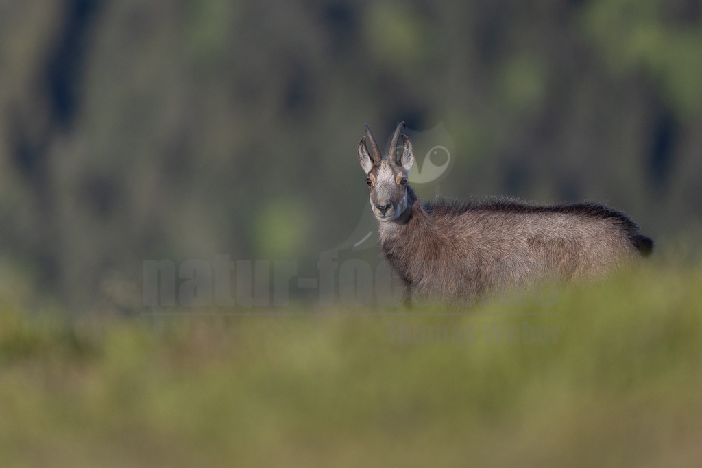 046A4923_20250502 | Eine Gämse (Rupicapra rupicapra) steht auf einer grünen Wiese und blickt aufmerksam direkt in die Kamera. Ihr braun-graues Fell hebt sich vom unscharfen grünen Hintergrund ab. Der untere Teil ihres Körpers ist von hohem Gras verdeckt. - Realisiert mit Pictrs.com