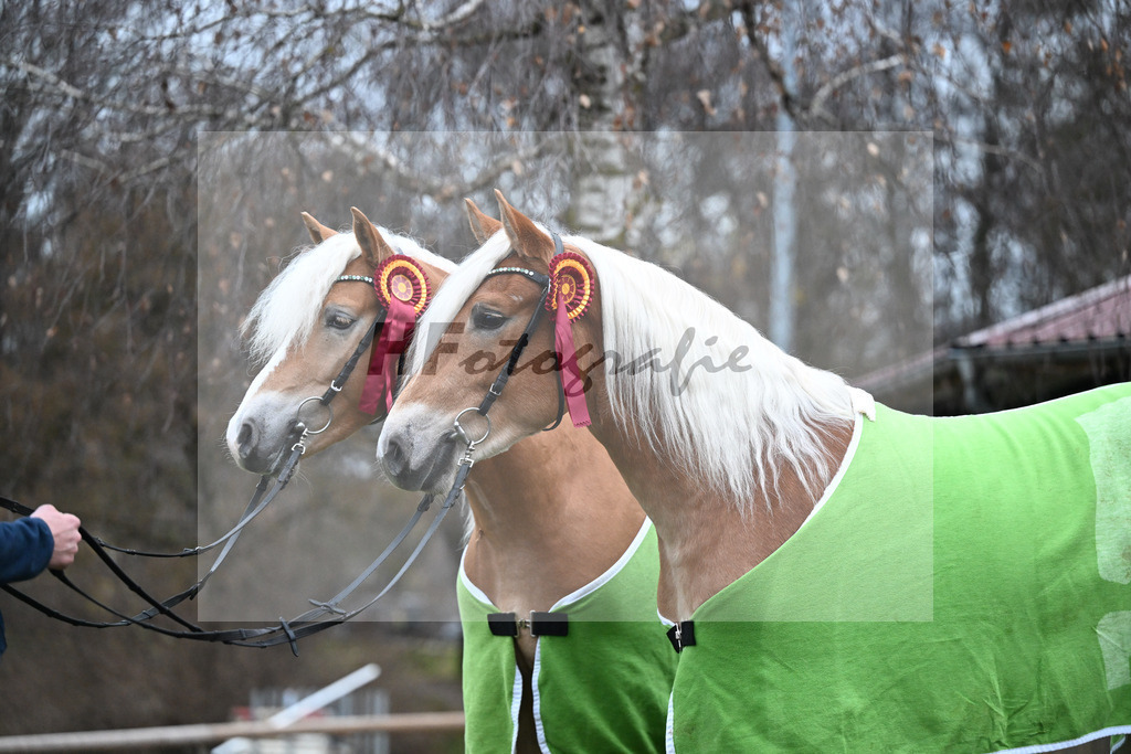 Kat-Nr. 2 nn v. Belantis_Kat-Nr. 25 Bandit v. Barios_Haflingergestuet Meura_48251848 | hf-fotografie - Realisiert mit Pictrs.com