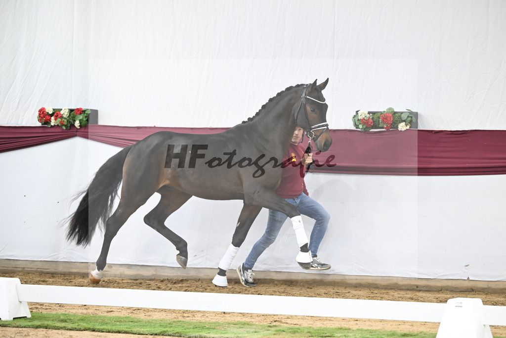 Kat-Nr. 21 St. Emilion x Quantensprung_Marianne Jerich_47250670 | hf-fotografie - Realisiert mit Pictrs.com