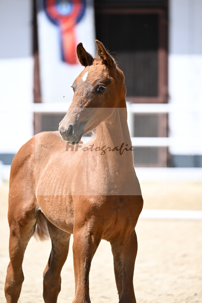 Kat-Nr. 26 Vitalis x Fuerst Romancier_HF_Finck-Deichner_20251051 | hf-fotografie - Realizzato con Pictrs.com