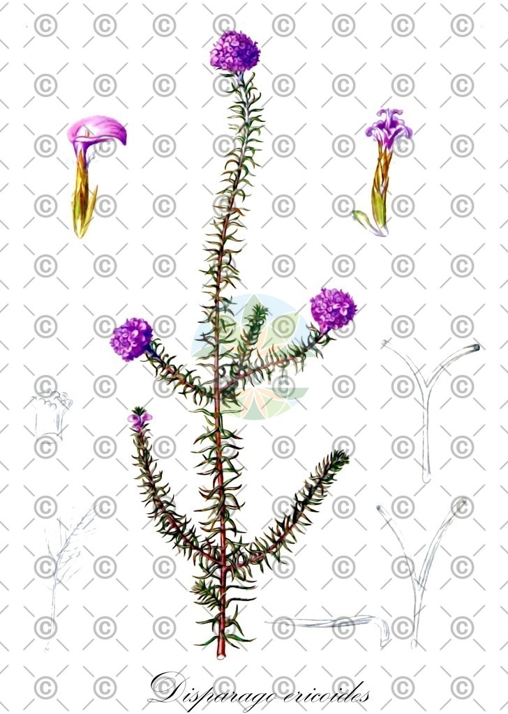 HistAbb_wfo-0000944711_1_ENZY_Simple | Historische Abbildung von Disparago ericoides - Asteraceae | Historical Illustration of Disparago ericoides - Asteraceae