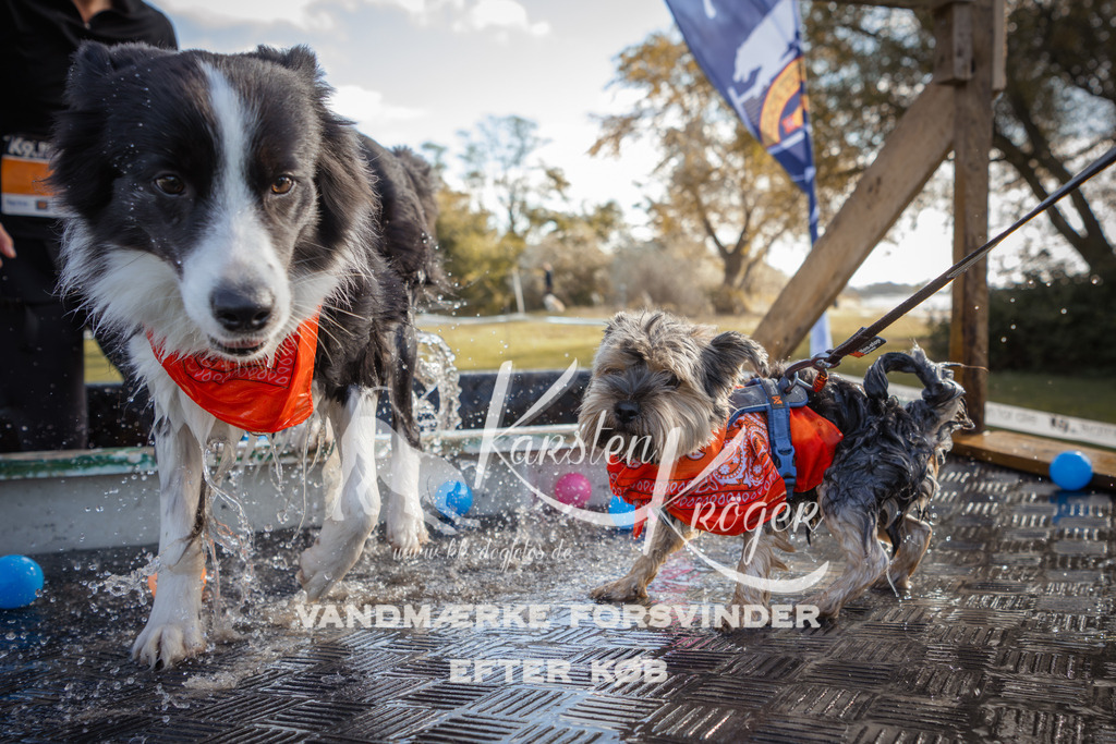 1303_ZZ99005-2 | kk-dogfotos