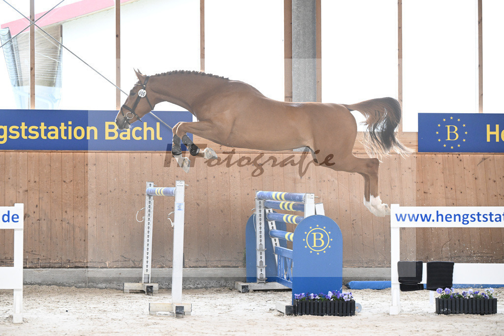 Kat-Nr. 6 Amir VT Z v. Aganix Du Seigneur_Neukirch_7240203 | hf-fotografie - Realisiert mit Pictrs.com