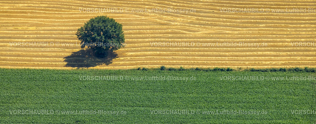 Gevelsberg230709665 | Luftbild, Baum auf einem Feld, Formen und Farben in Gelb und Grün, Asbeck, Gevelsberg, Ruhrgebiet, Nordrhein-Westfalen, Deutschland