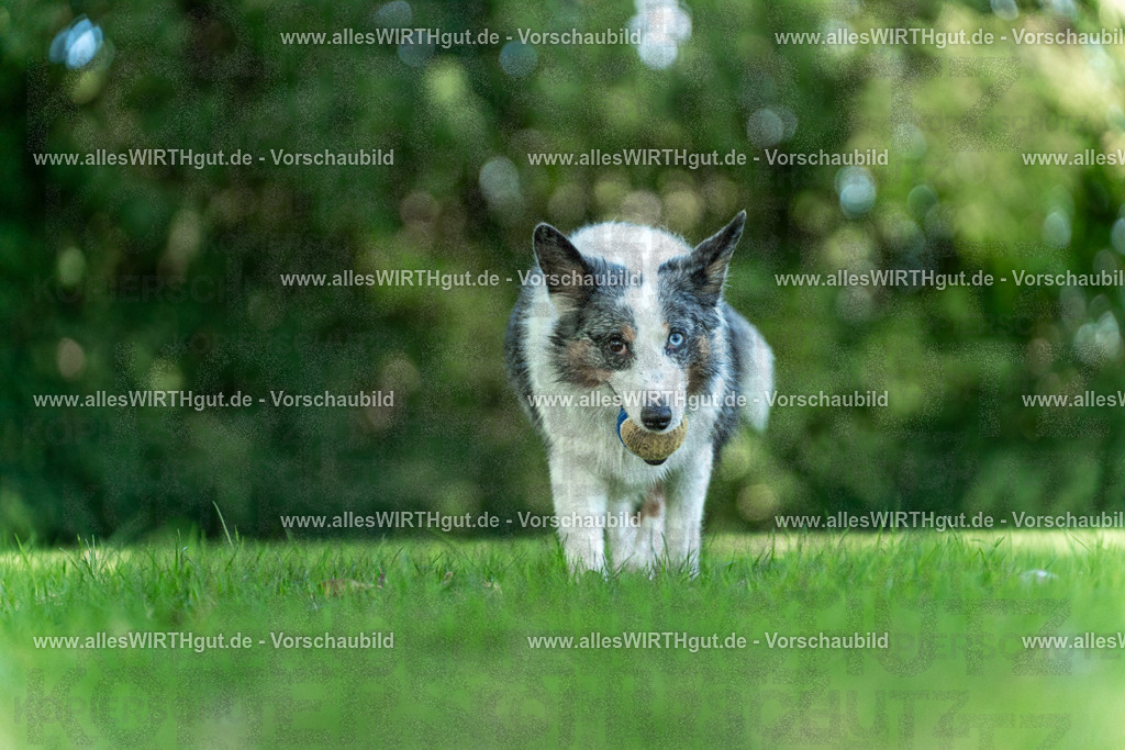 Hundeschwimmen_Volksbad_2026-allesWIRTHgut_Tierfotografie-2609061323-7R500729 | Professionelle Tierfotografie in Mönchengladbach von Daniel Wirth (allesWIRTHgut). Liebevolle & natürliche Bilder von Hunden & Katzen für unvergessliche Erinnerungen.