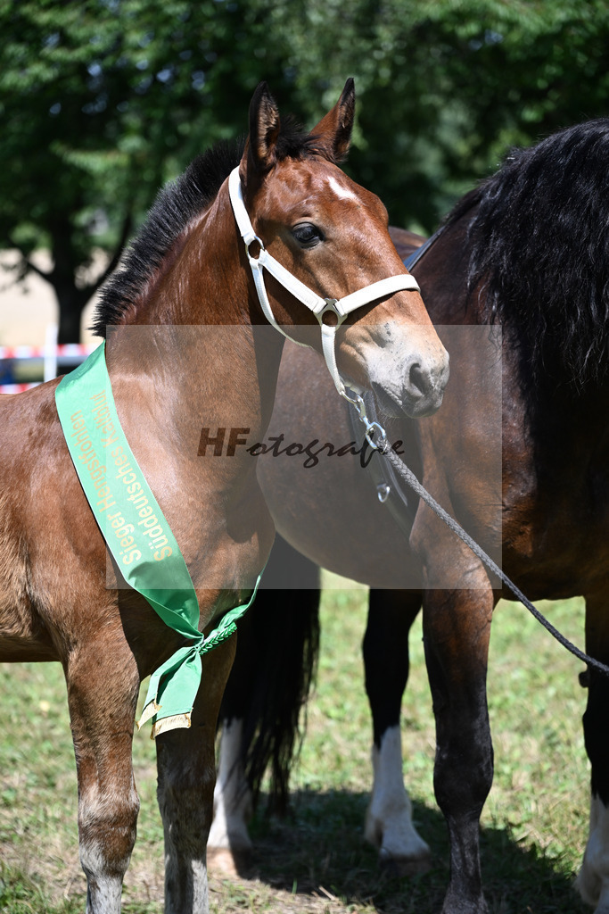 Kat-Nr. 28 HF v. Sir Lueftenegg x Navajo_Neumaier_22250842 | hf-fotografie - Realizzato con Pictrs.com