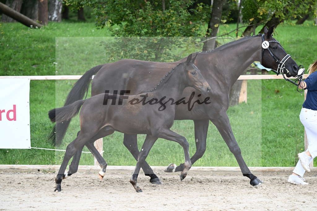 Kat-Nr. 11 HF Imperial Valley_Schwarz GbR_25230632 | hf-fotografie - Realisiert mit Pictrs.com