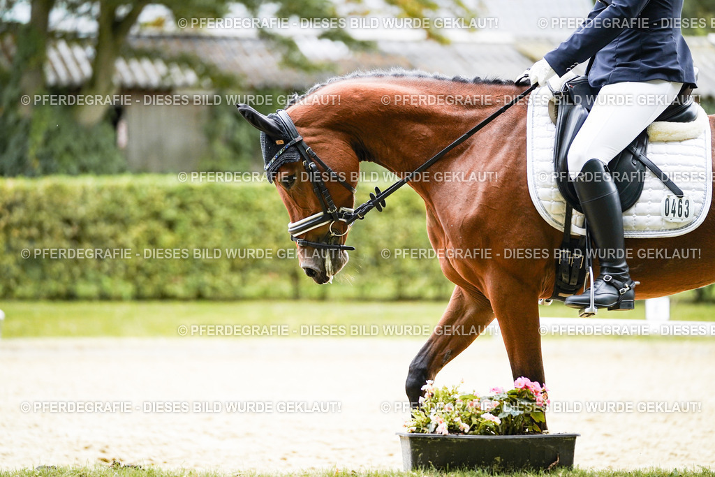 DSC01389 | Pferdegrafie