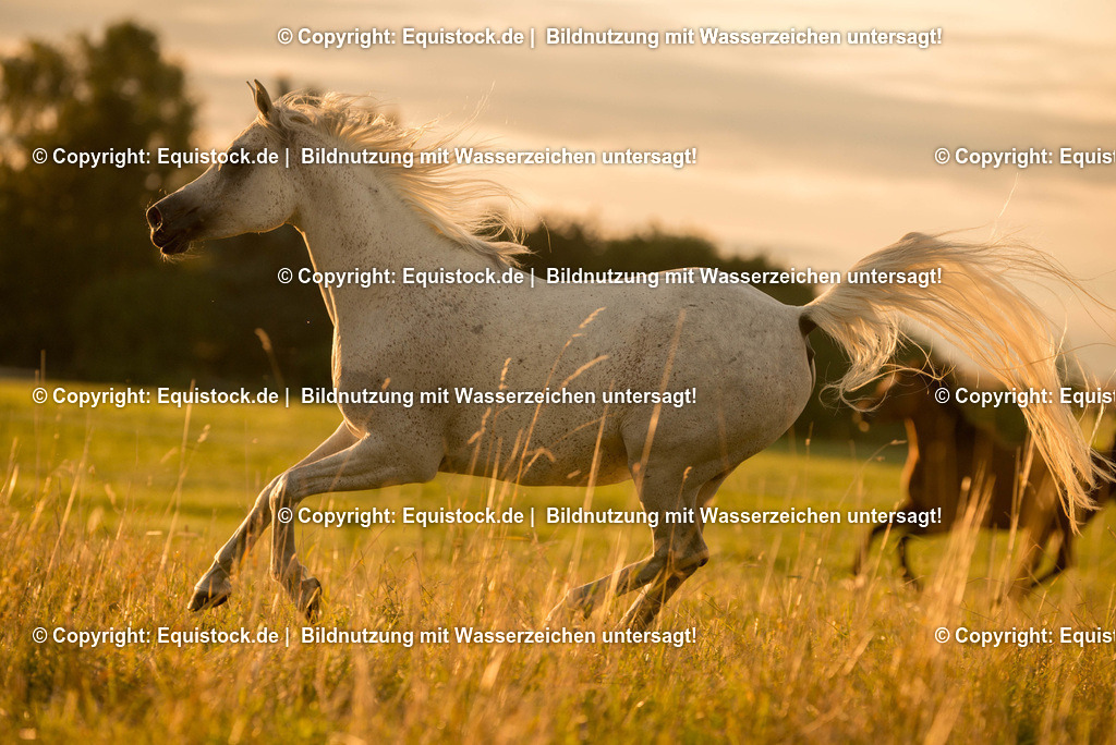 TS_20170716_Araber_Freilauf_0004-2 | Foto: Thomas Hartig