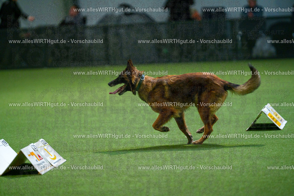 7R500957 | Professionelle Tierfotografie in Mönchengladbach von Daniel Wirth (allesWIRTHgut). Liebevolle & natürliche Bilder von Hunden & Katzen für unvergessliche Erinnerungen.