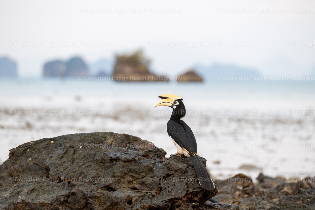 Thailand_Hornbills_2025 (13) | PeggyRaschPhotography - Realisiert mit Pictrs.com