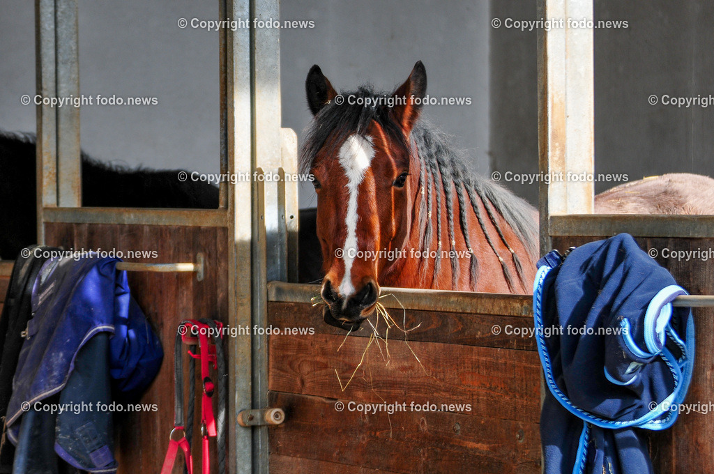 Linz_ Bauernhof_ 11.04.2025-49 | 11.04.2025, LINZ, AUT, Landwirtschaft, Bauernhof, im Bild Pferd, Pferde, Stute, Hengst, Fohlen, Ranch, Weide, Hof, Wiese, Stall, Nutztier, Tier, Tiere, Nutztiere, Freilandhaltung