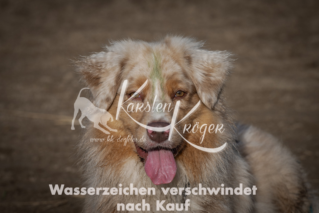 1037_ZZ98998 | kk-dogfotos