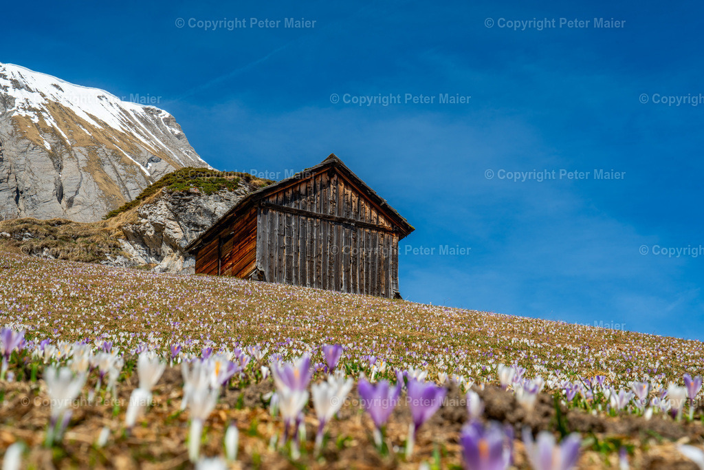 Kals_Krokusse-60 | piet_flosse