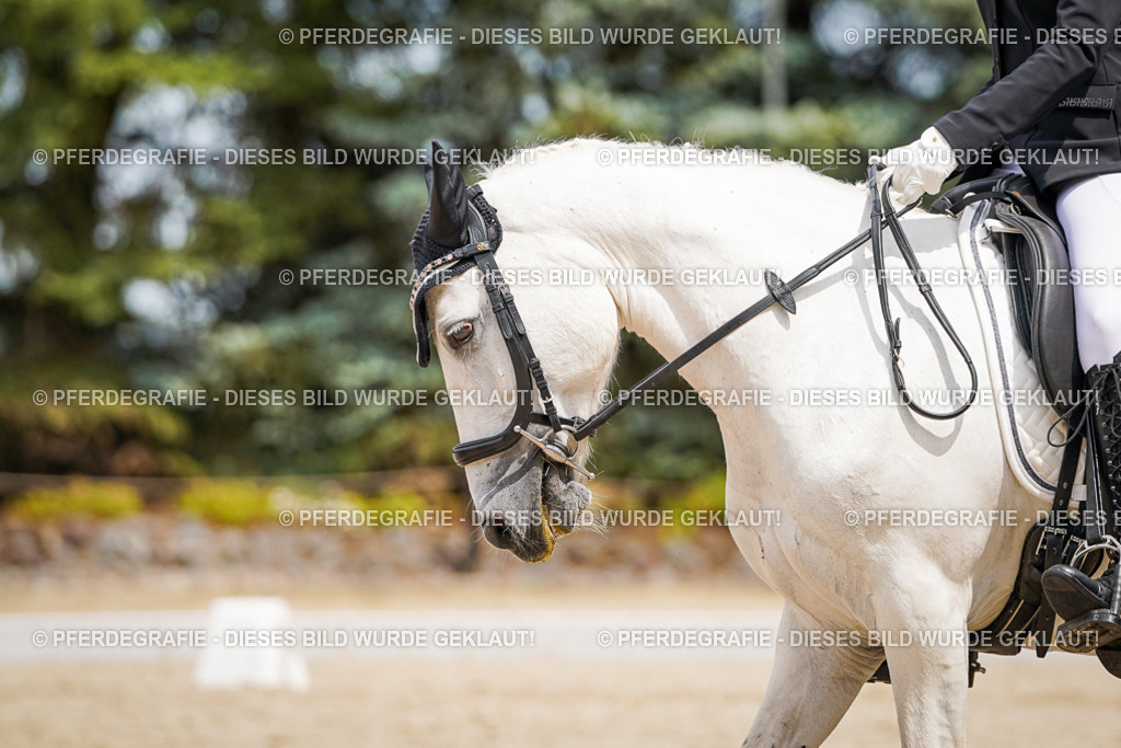 DSC03836 | Pferdegrafie