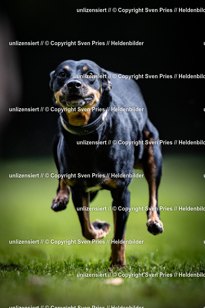 Sven Pries | 2025-10-03 - Hunderennen Obergrombach - Realisiert mit Pictrs.com