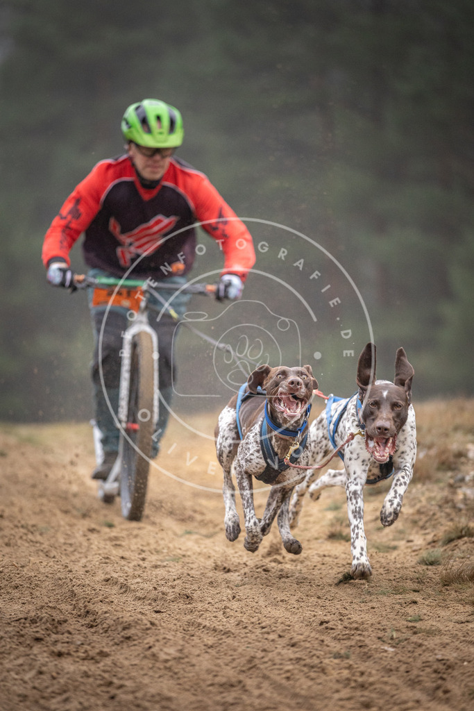 Pfotenfotografie_DV3A0934 | Hundefotografie, Tierfotograf, Pfotenfotografie, Fotoshooting Hund, Hunde Portrait, Hundesport, Hundeportraits, Heideshooting, Hunde, Sportfotograf, Hundefotograf, Turnierhundsport, THS,  - Realisiert mit Pictrs.com