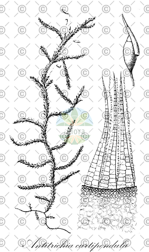 HistAbb_wfo-0001191855_2_ENZY_Simple | Historische Abbildung von Antitrichia curtipendula - Antitrichiaceae | Historical Illustration of Antitrichia curtipendula - Antitrichiaceae