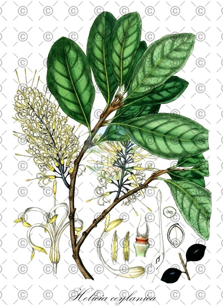 HistAbb_wfo-0001174584_1_ENZY_Simple | Historische Abbildung von Helicia ceylanica - Proteaceae | Historical Illustration of Helicia ceylanica - Proteaceae