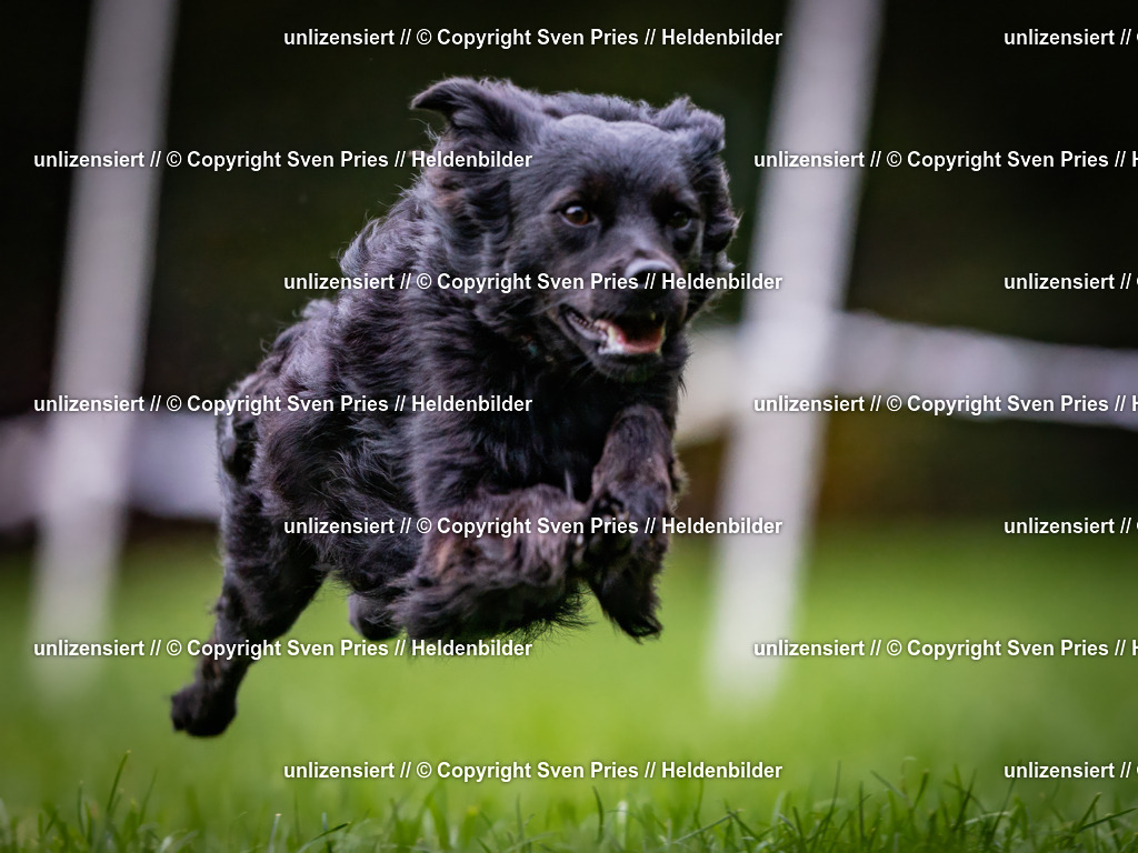 Sven Pries | 2024-10-19 - Hunderennen Ober-Grombach - Realisiert mit Pictrs.com