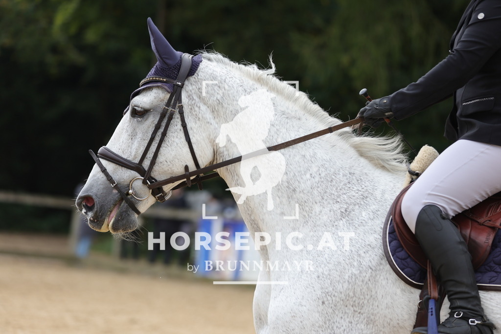 0P6A6073 | Willkommen bei Brunnmayr - Design & Fotografie – Ihrem Spezialisten für Reitturniere und Pferdeveranstaltungen in Oberösterreich, Salzburg und Bayern! Seit über 17 Jahren sind wir leidenschaftlich dabei.